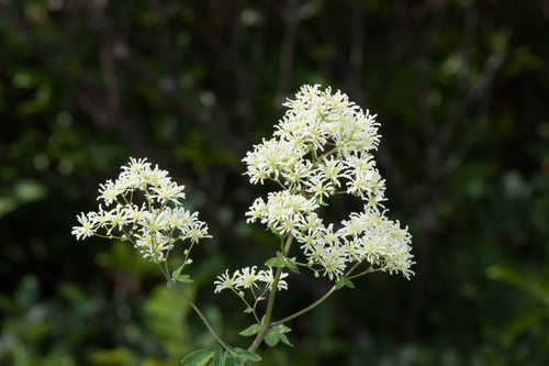 Thalictrum pubescens #26